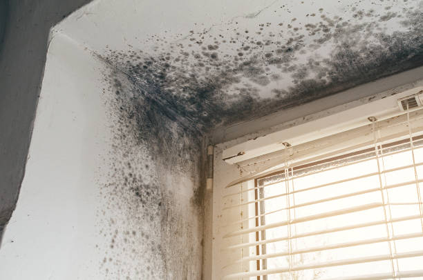 Affordable Basement Mold Removal solutions in Fort Myer, VA