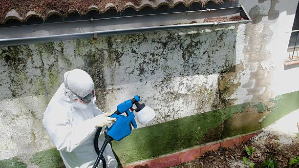 Trusted Mold Removal service in Fort Myer, VA - Cheap Mold Removal